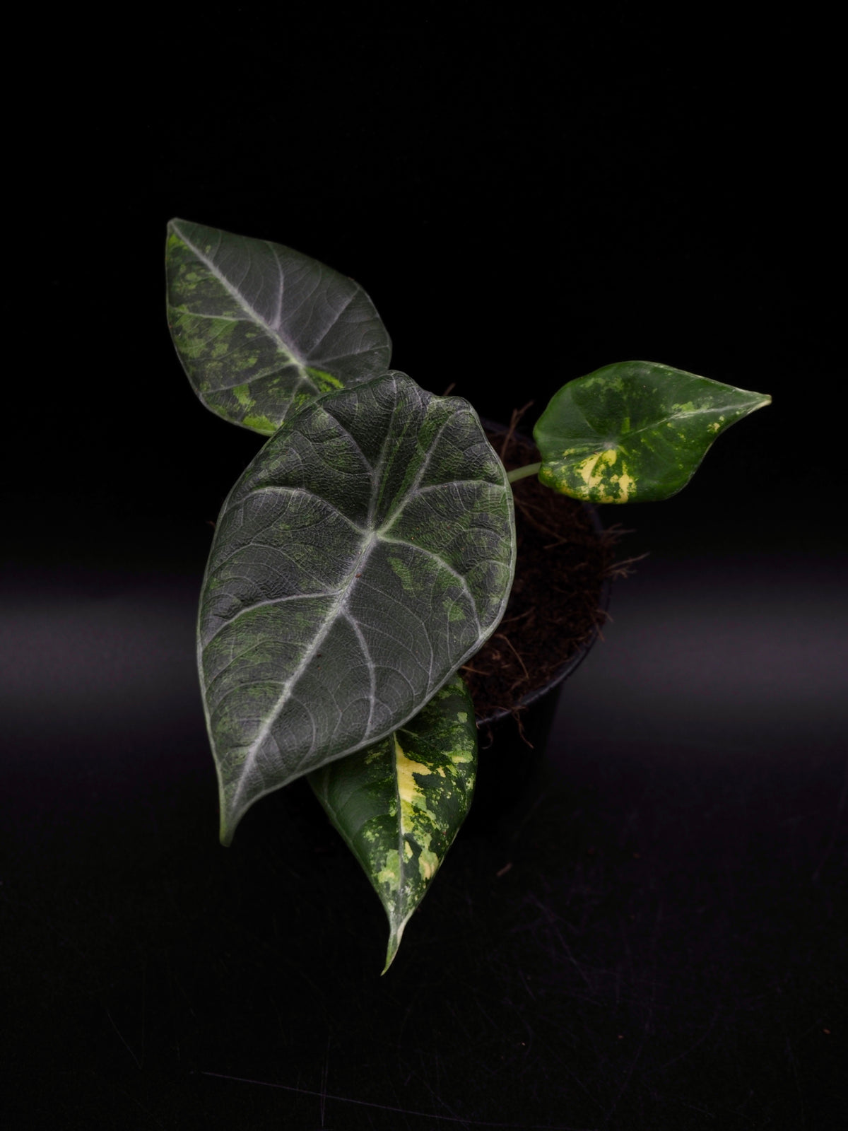 Alocasia Maharani Aurea