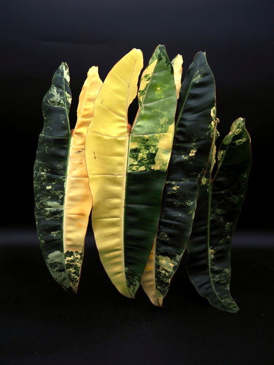 Philodendron Billietiae Variegata