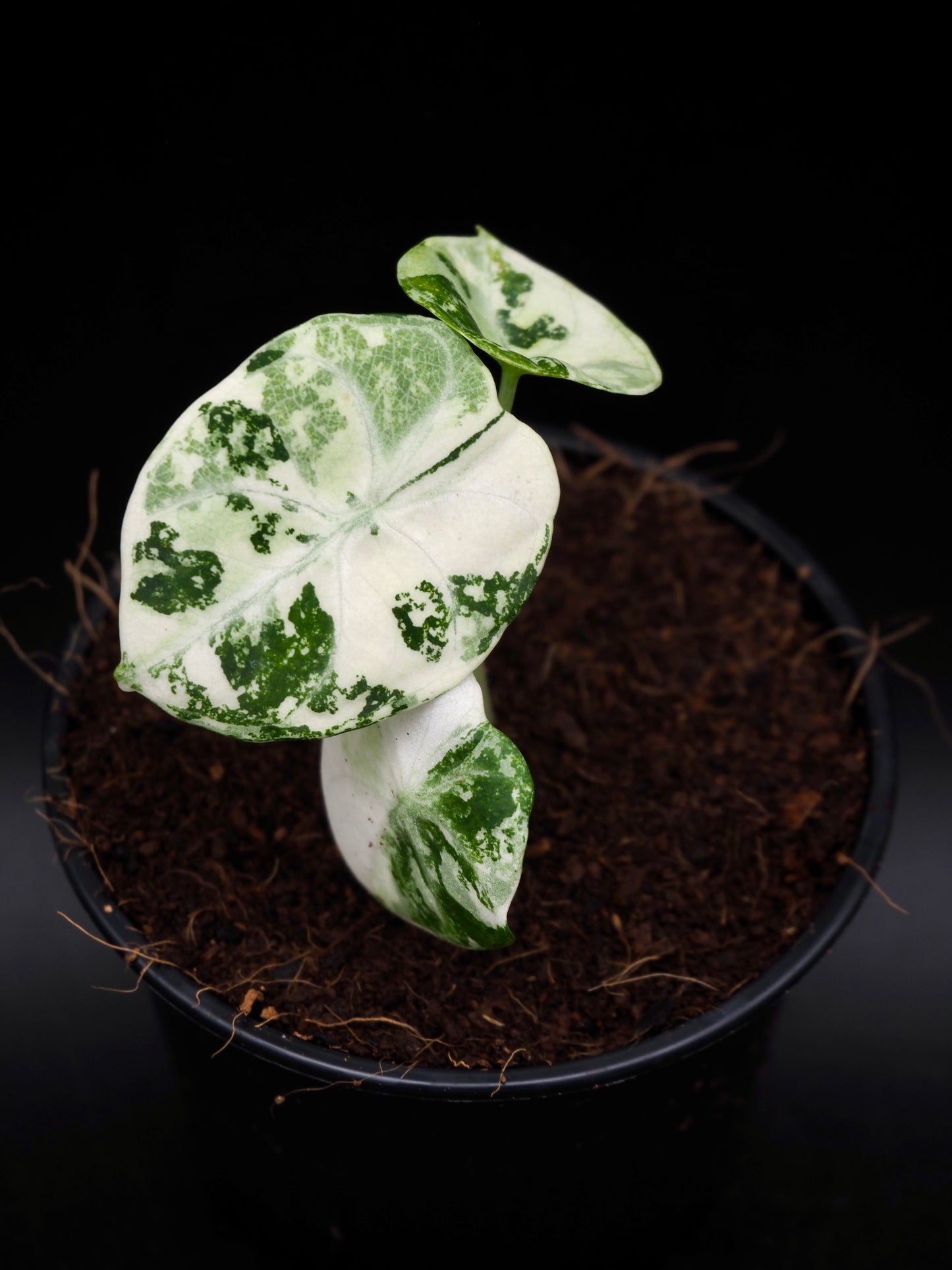 Alocasia Ninja Albo