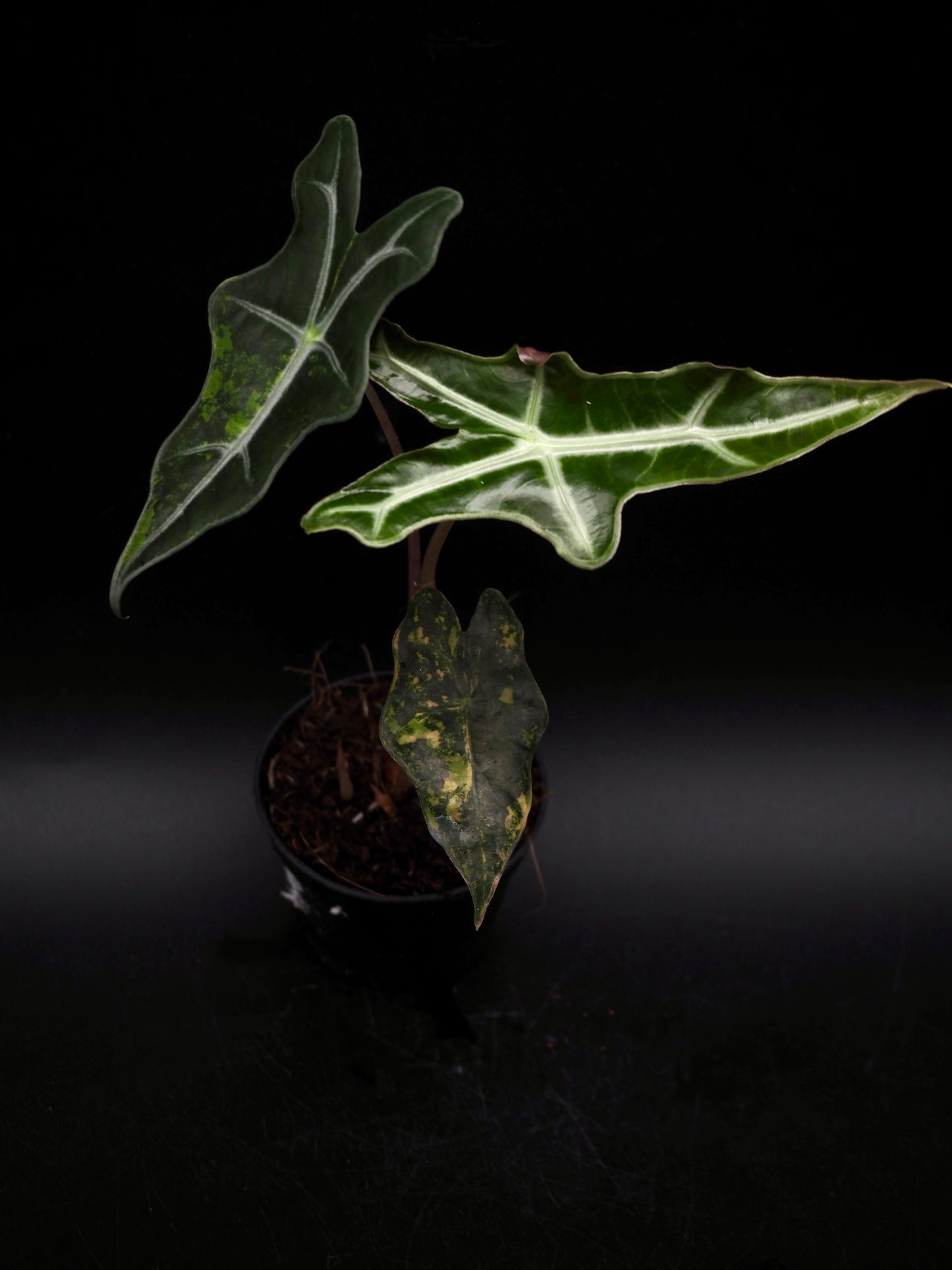 Alocasia Nobilis Aurea