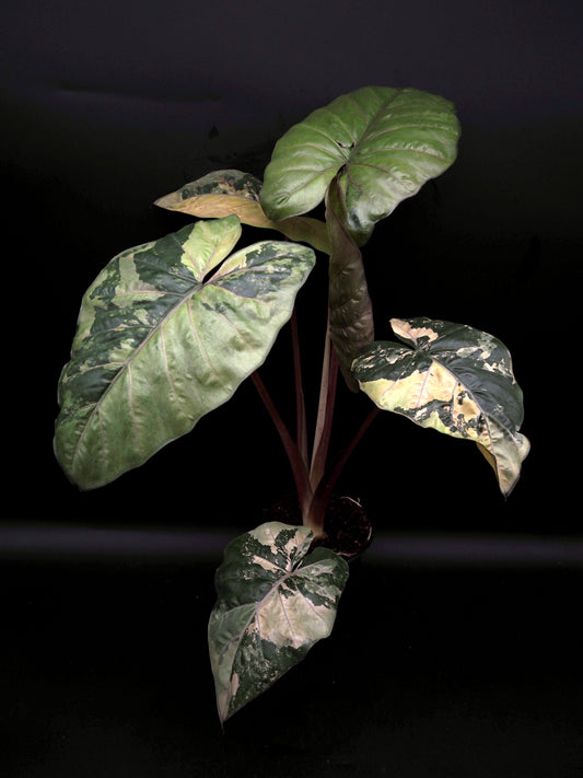 Alocasia Yucatan Princess Pink