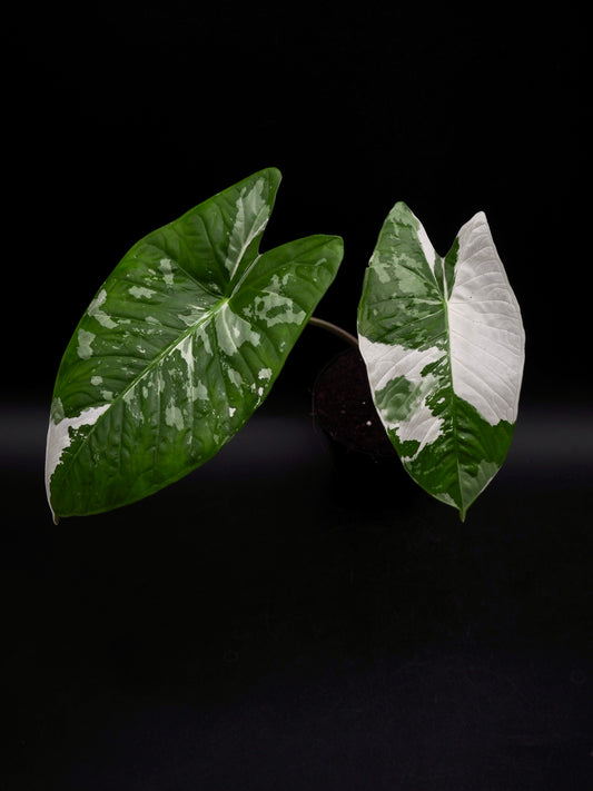 Alocasia Fornicata Albo