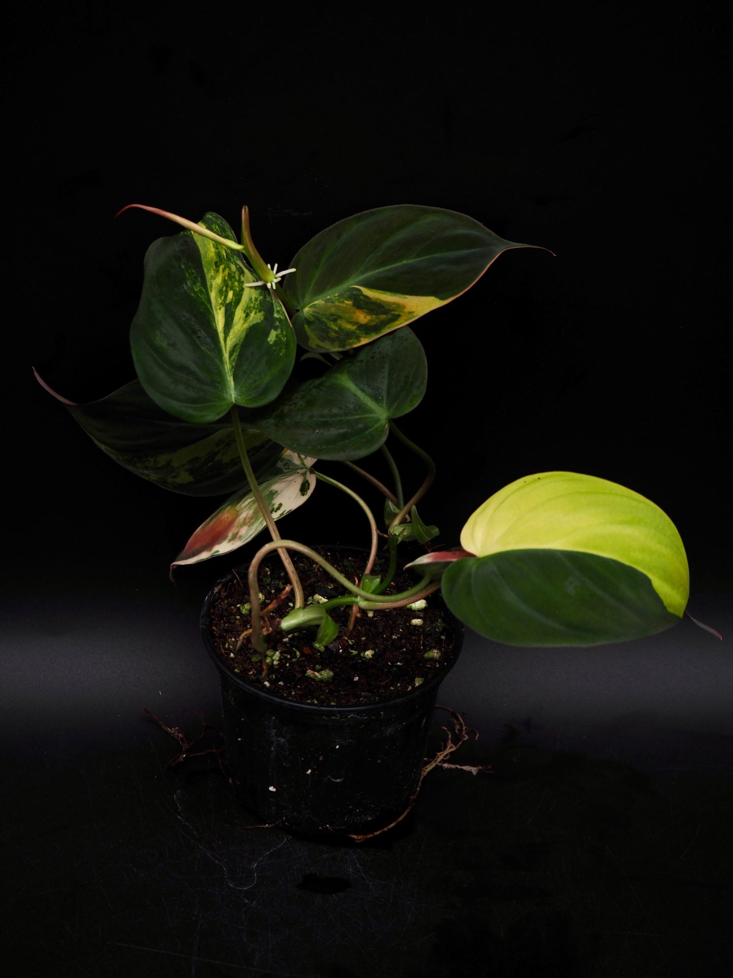 Philodendron Micans Variegata