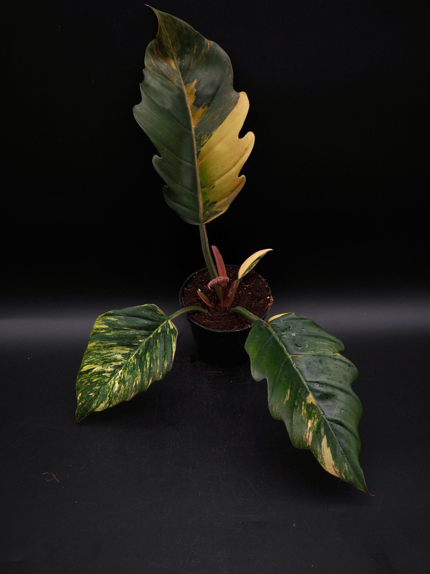 Philodendron Caramel Marble