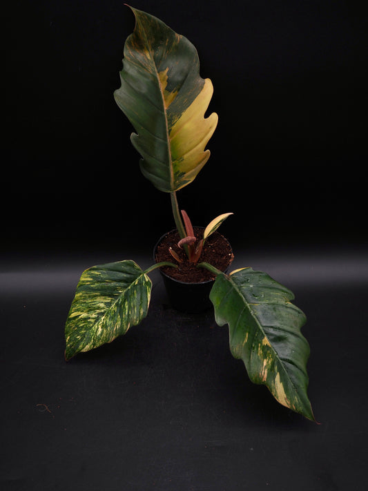 Philodendron Caramel Marble