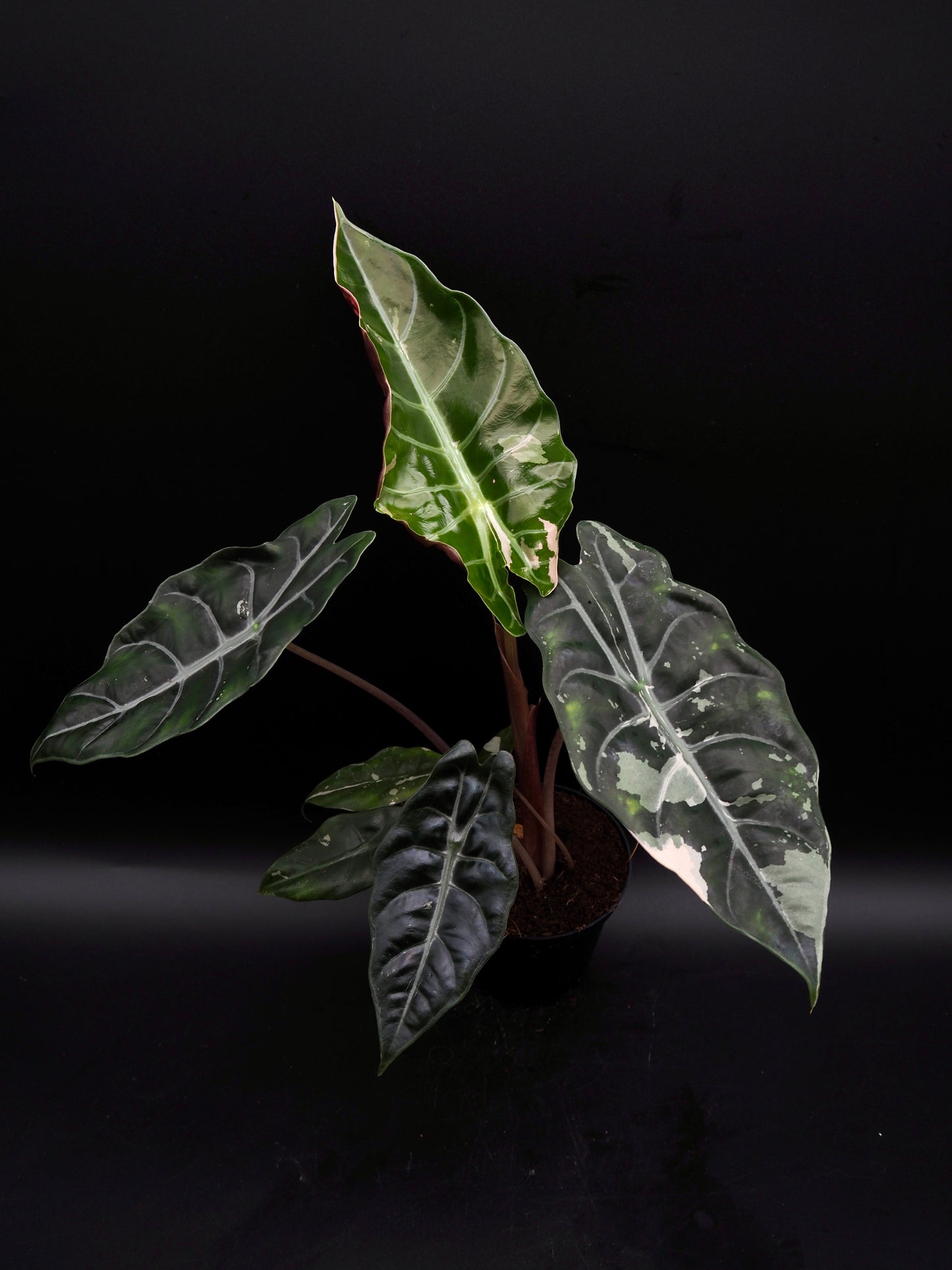 Alocasia Chantrieri Pink