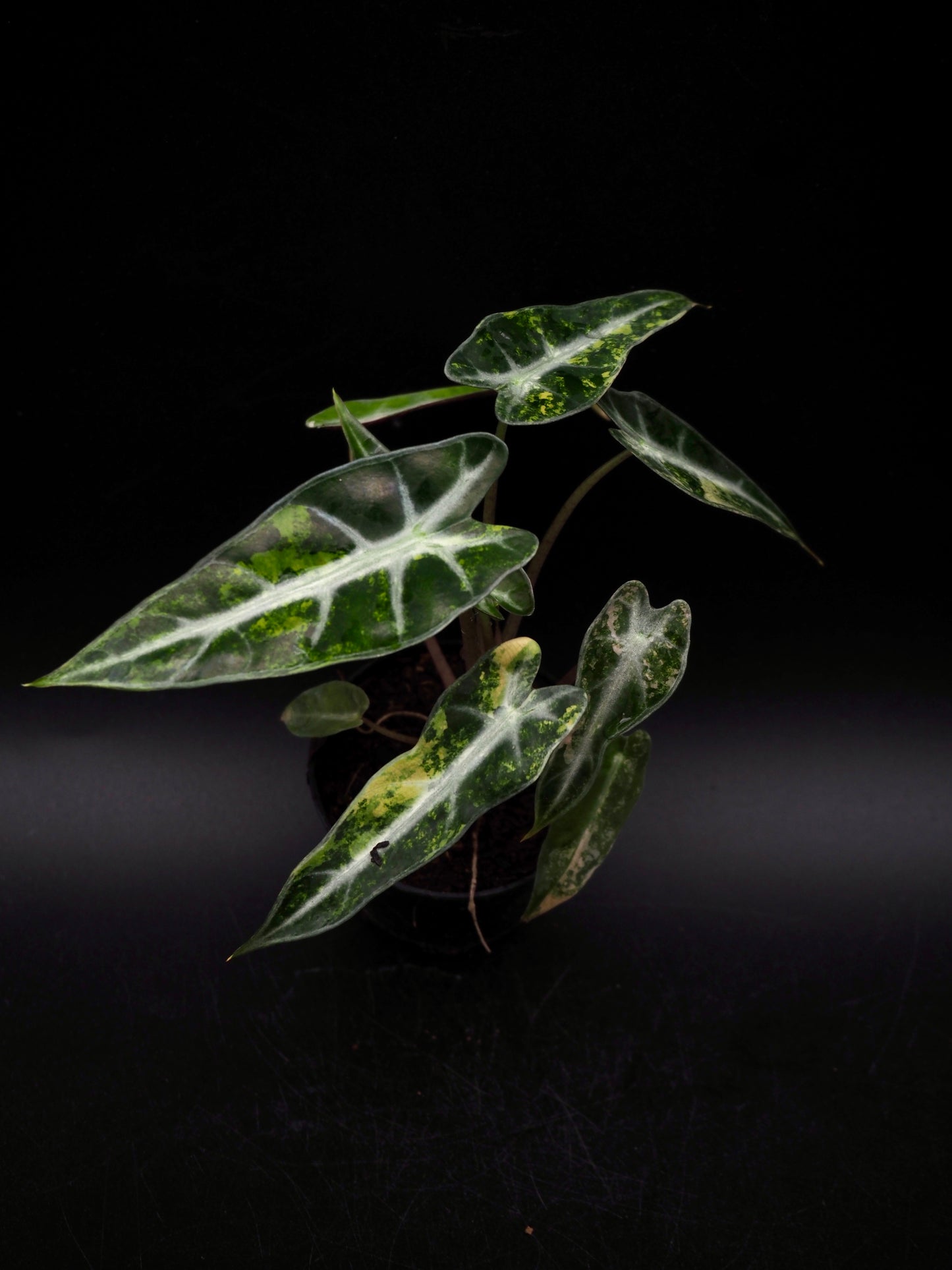 Alocasia Bambi Aurea