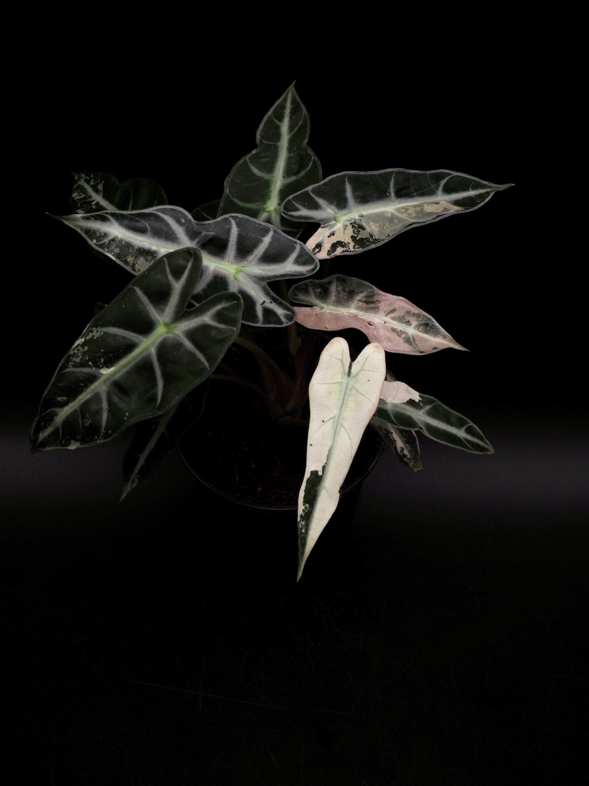 Alocasia Bambino Rose Variegata
