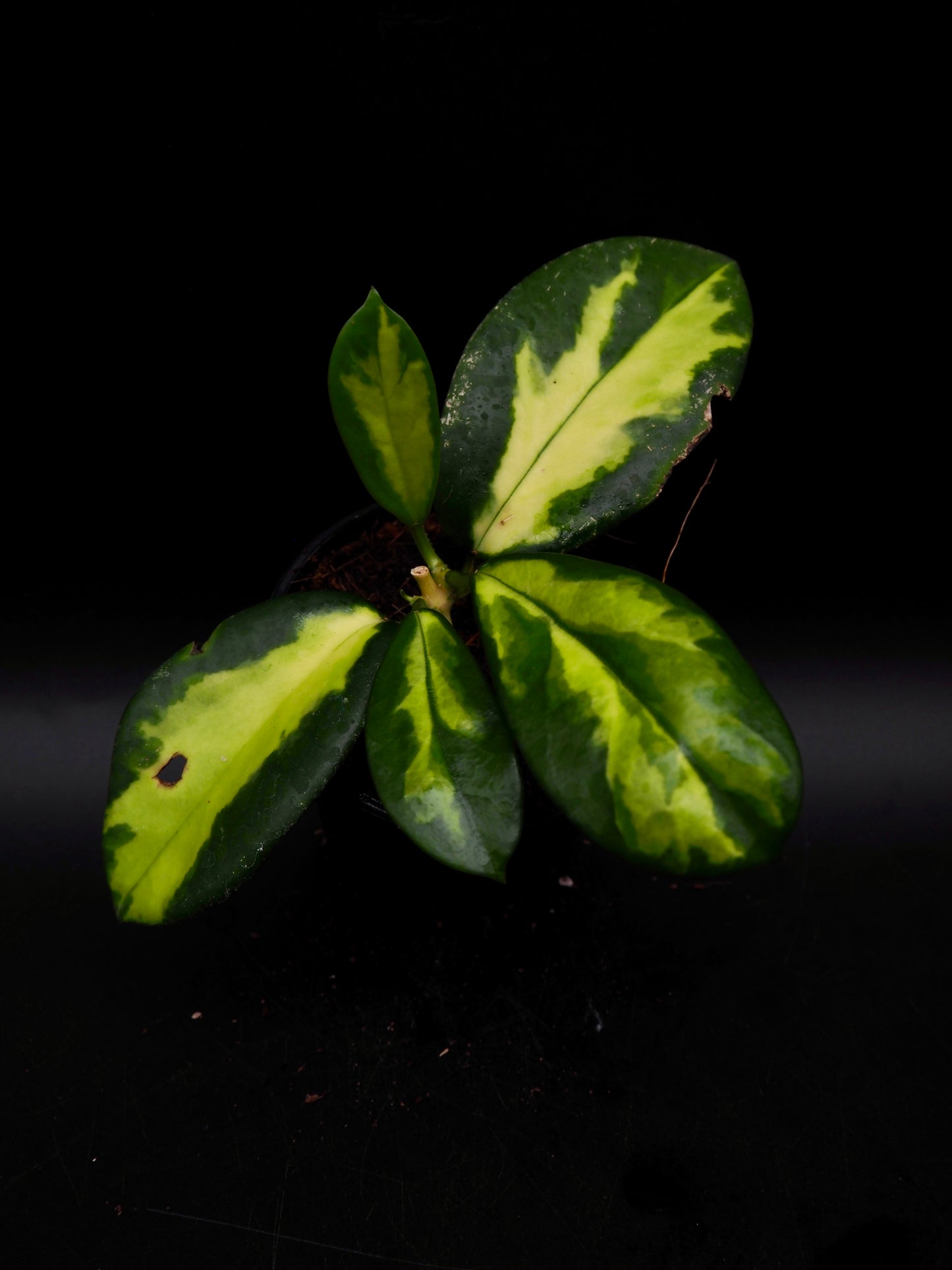 Hoya Maharani Variegata