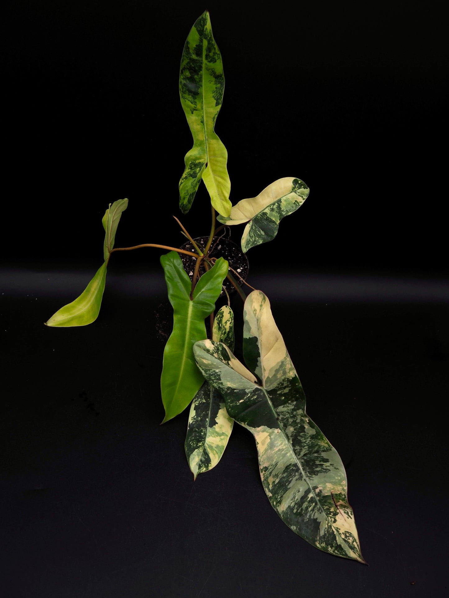 Philodendron Florida Beauty x Billitiea (Jennifer)