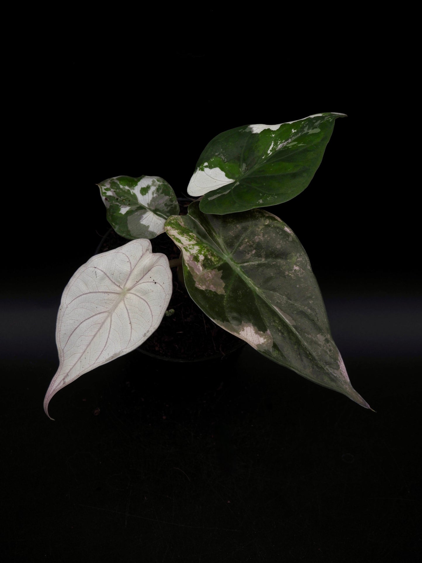 Alocasia Wentii Albo/Pink