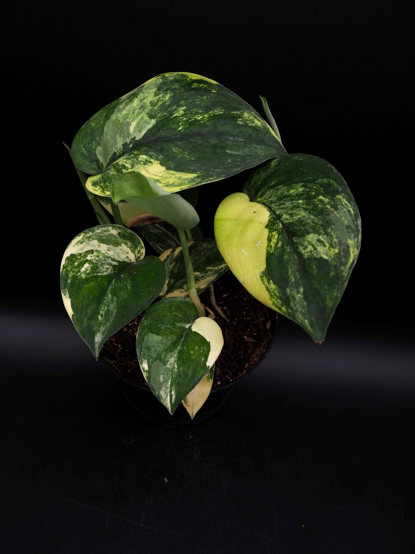 Scindapsus Jade Satin Variegata