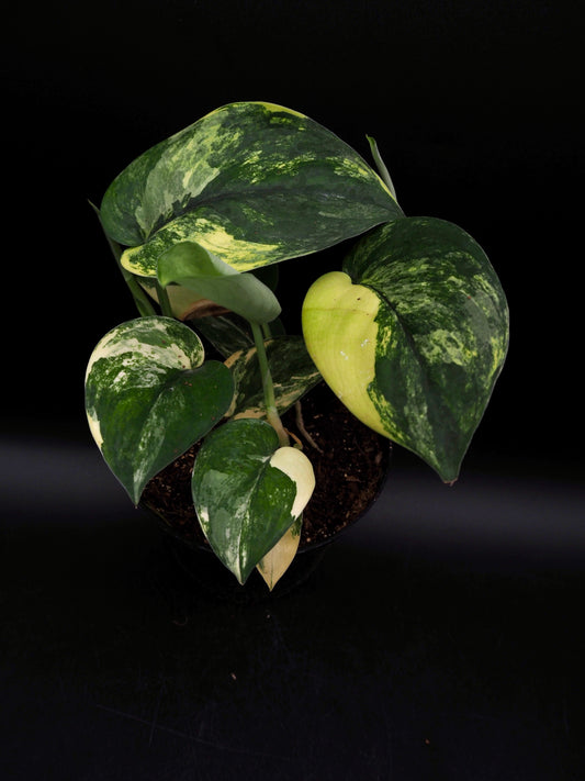Scindapsus Jade Satin Variegata