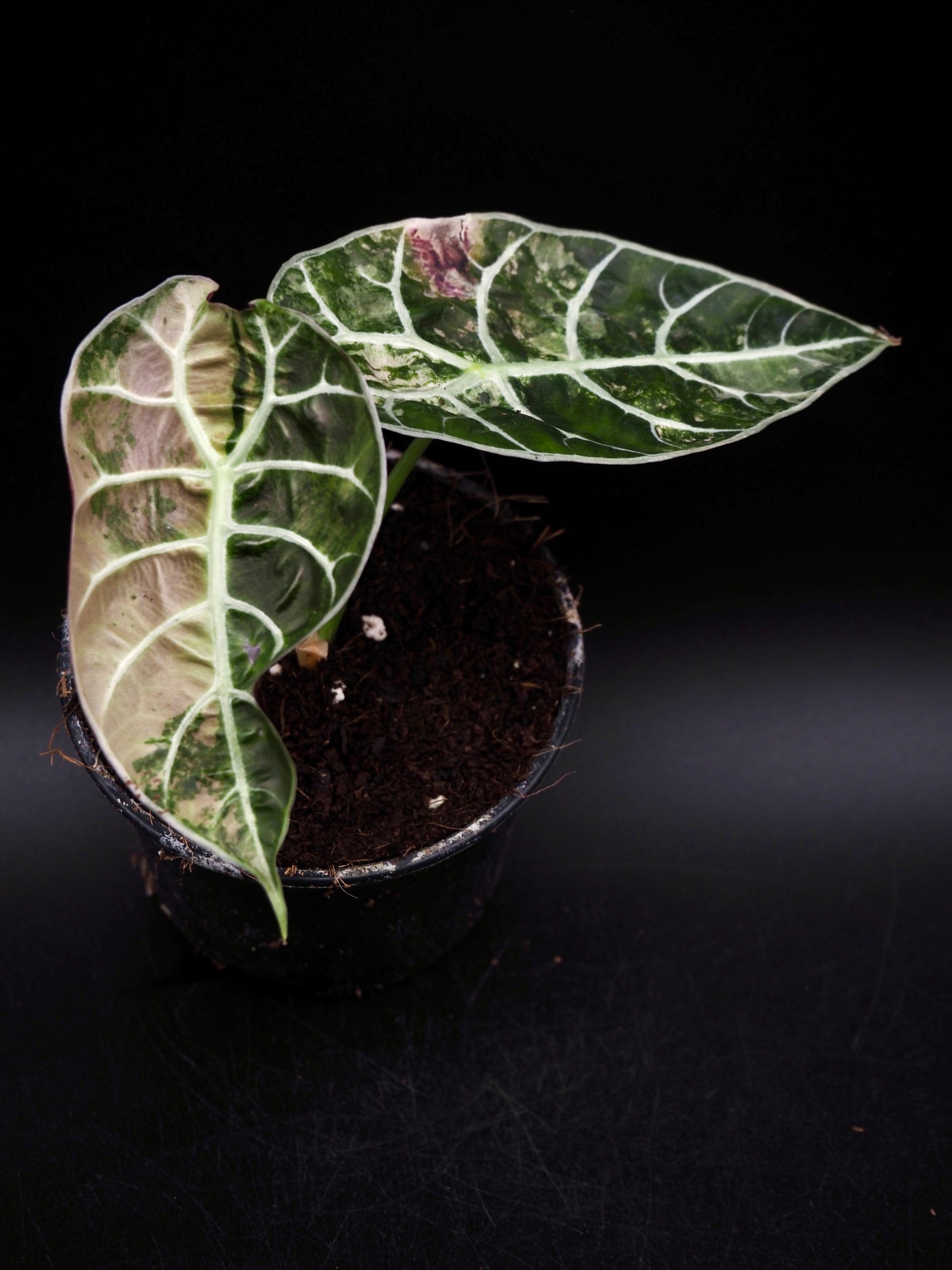 Alocasia Watsoniana Doff Albo/Pink