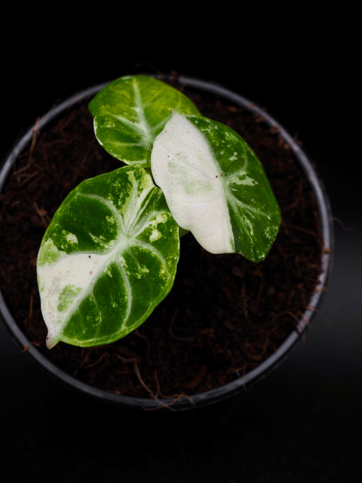 Alocasia Ninja Albo