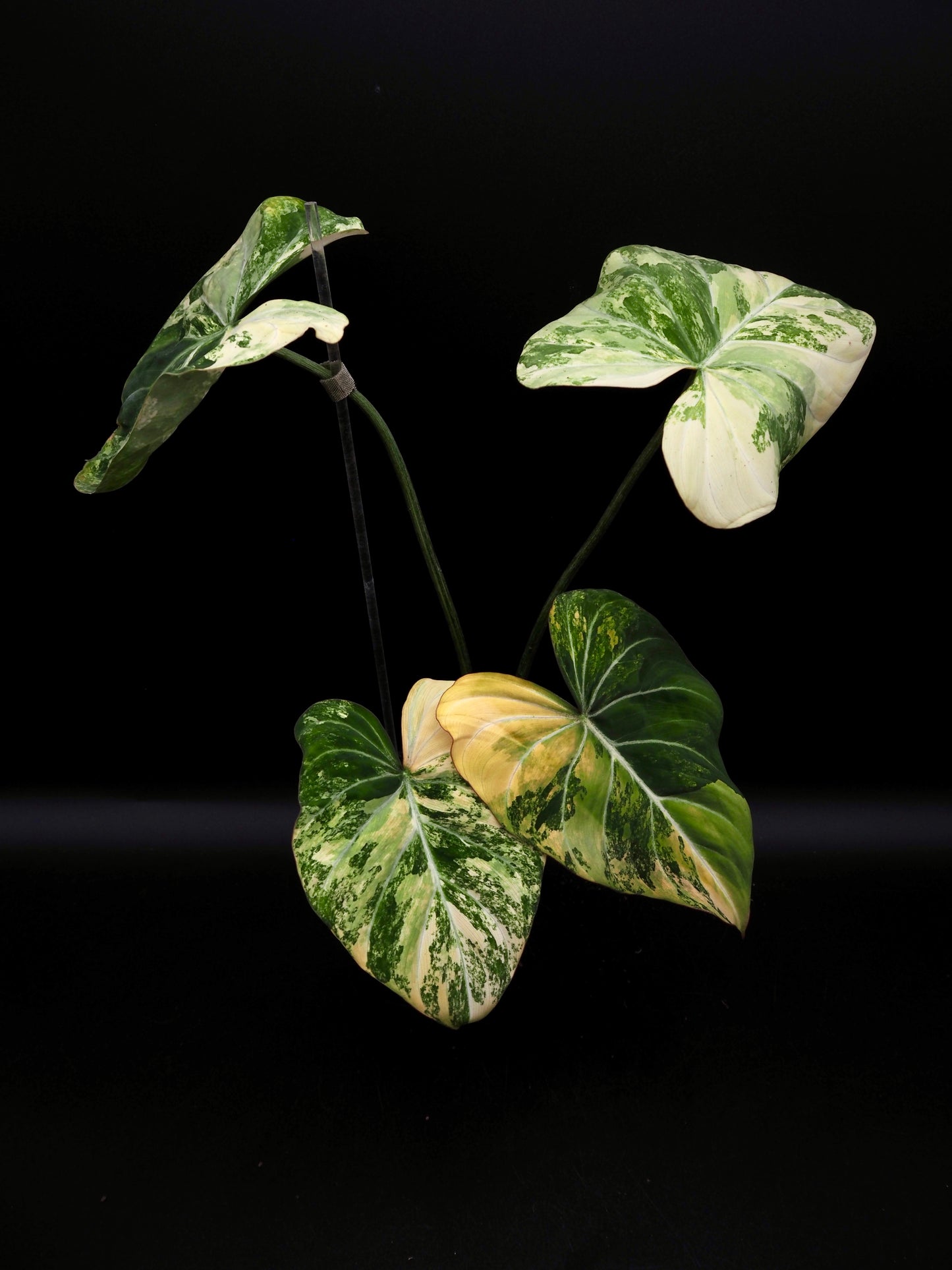 Philodendron Gloriosum Aurea