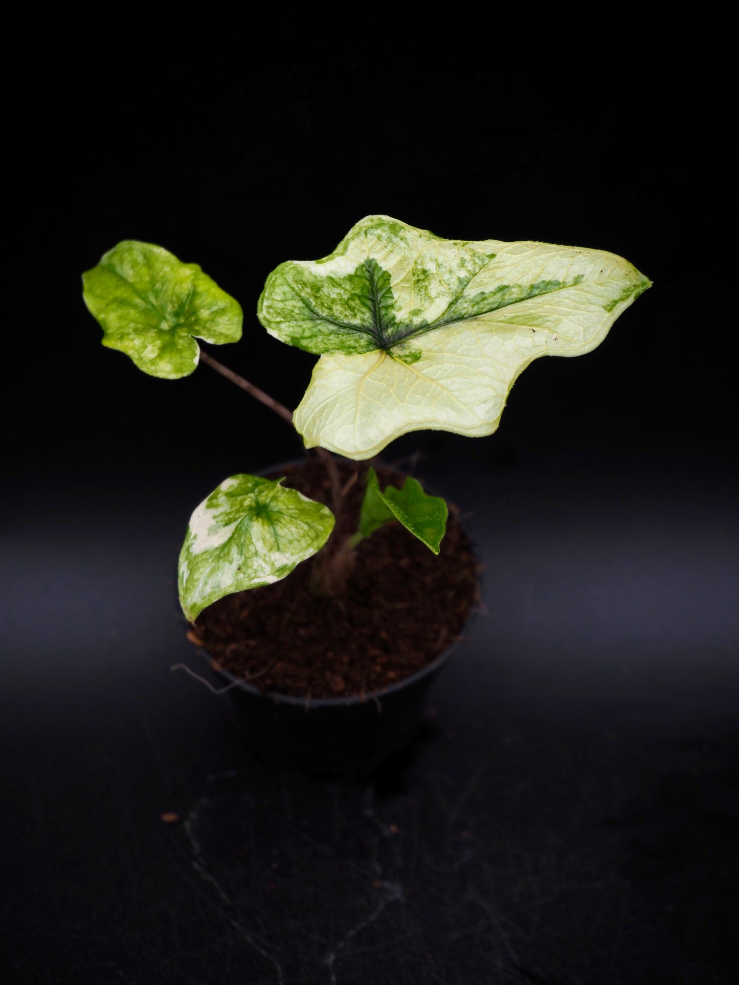 Alocasia Jacklyn Aurea Variegata
