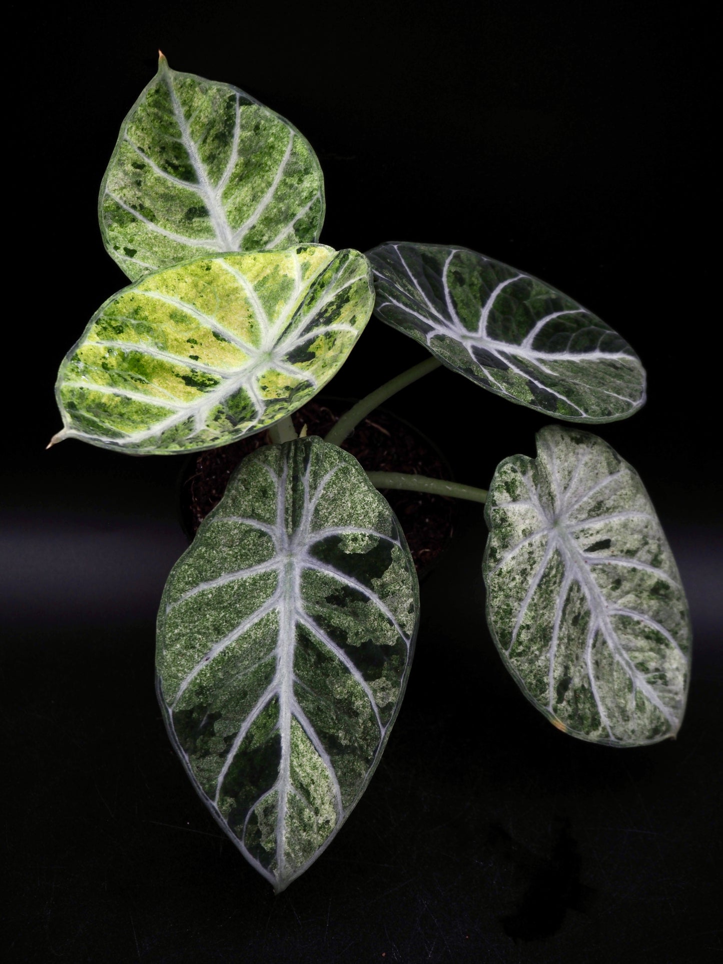 Alocasia Ninja Tricolor