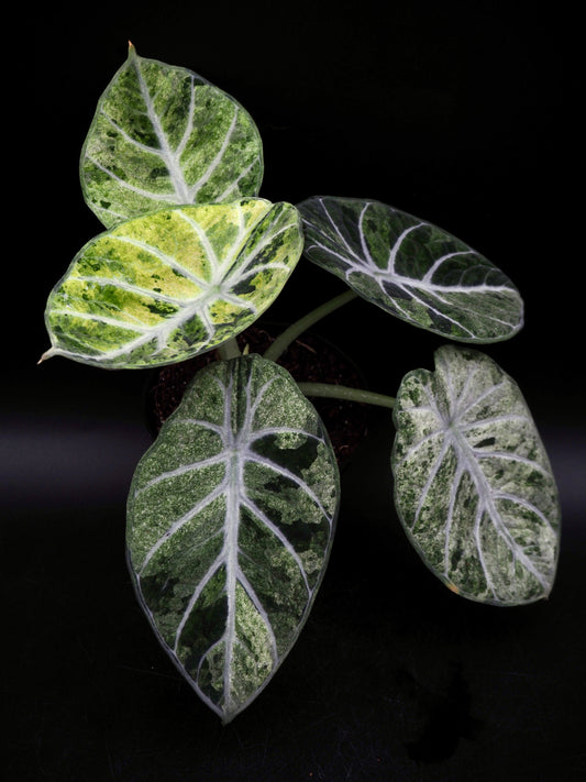 Alocasia Ninja Tricolor