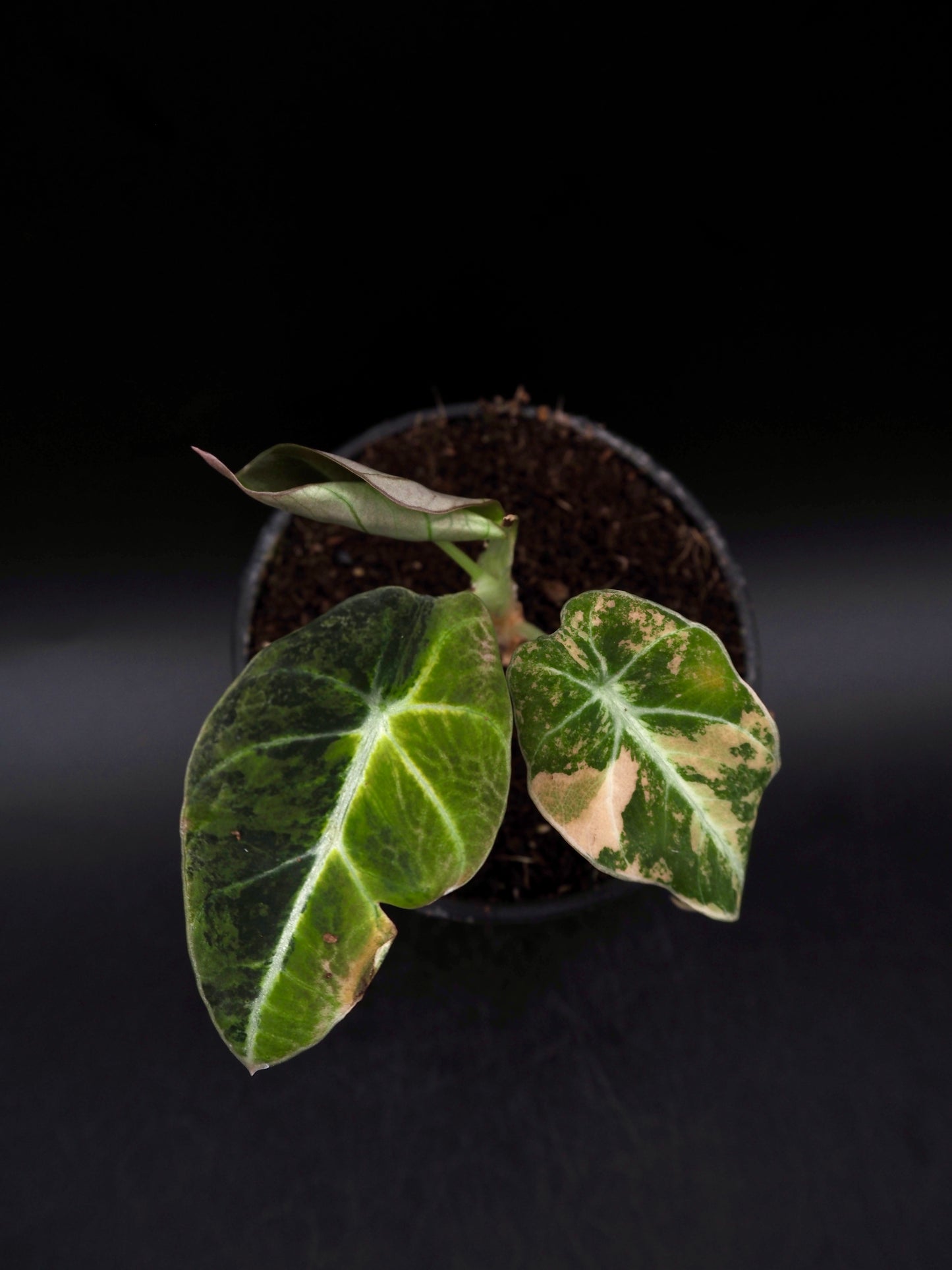 Alocasia Black Velvet Gold