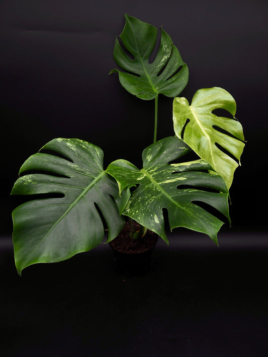 Monstera Ocean Mint