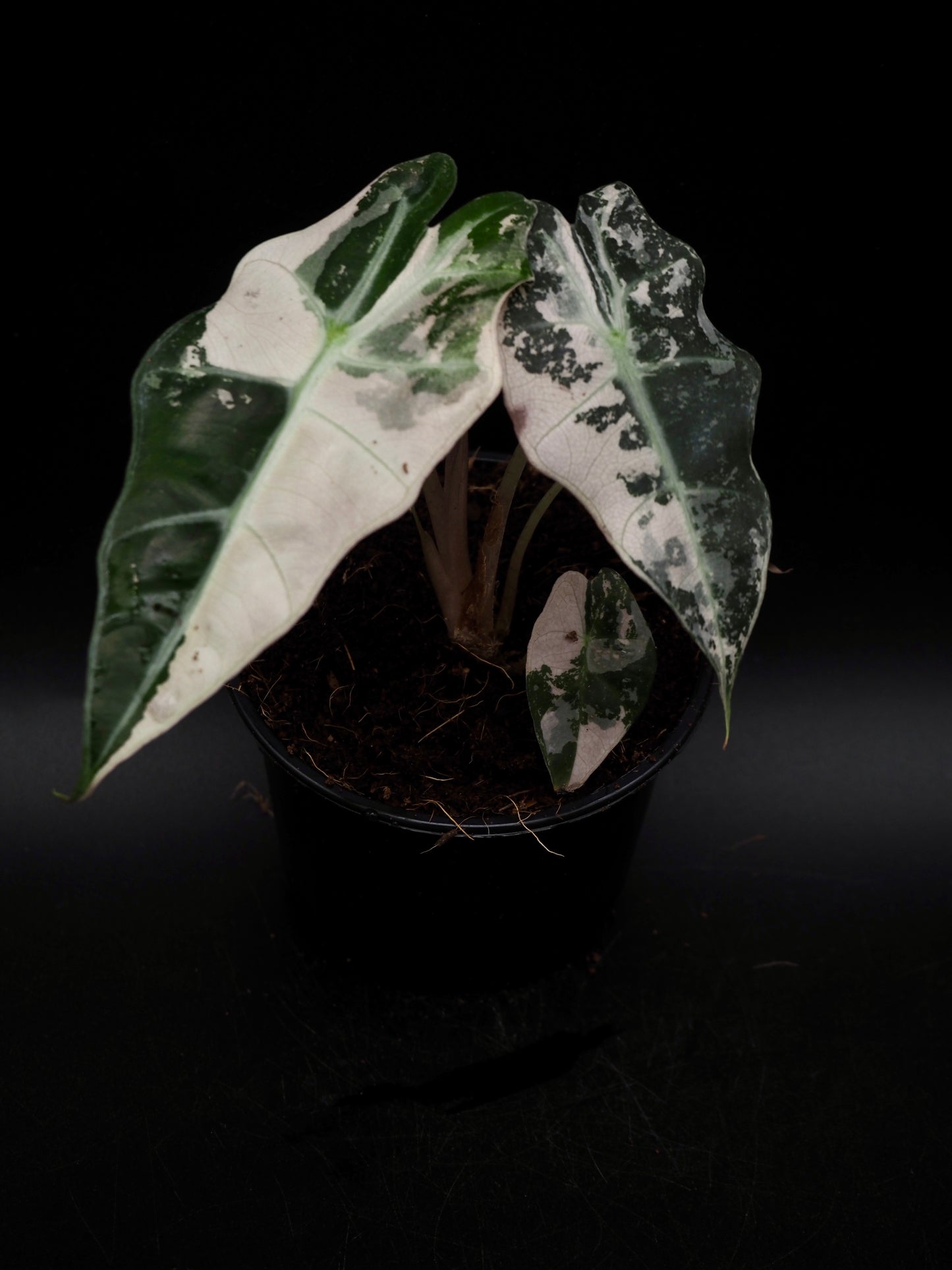 Alocasia Polly Rose Variegata