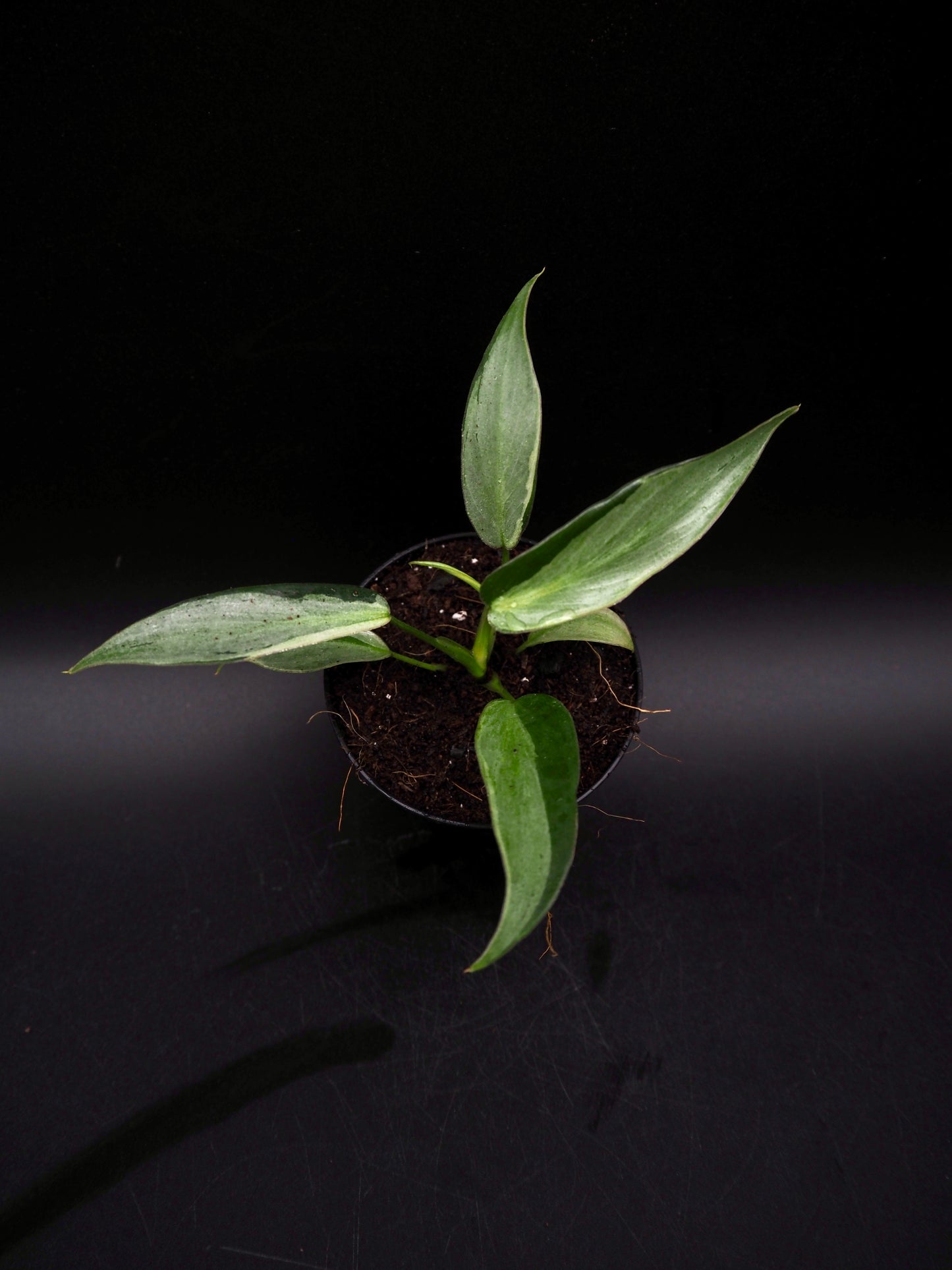 Philodendron Longilobatum Variegata