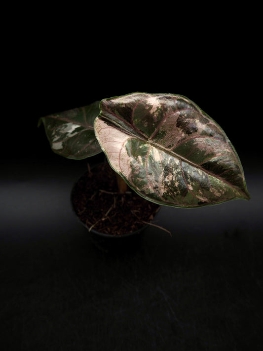 Alocasia Azlanii Pink