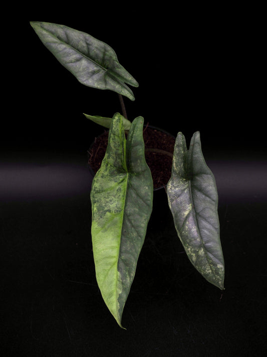 Alocasia Heterophylla Metallic Blue Aurea Variegata