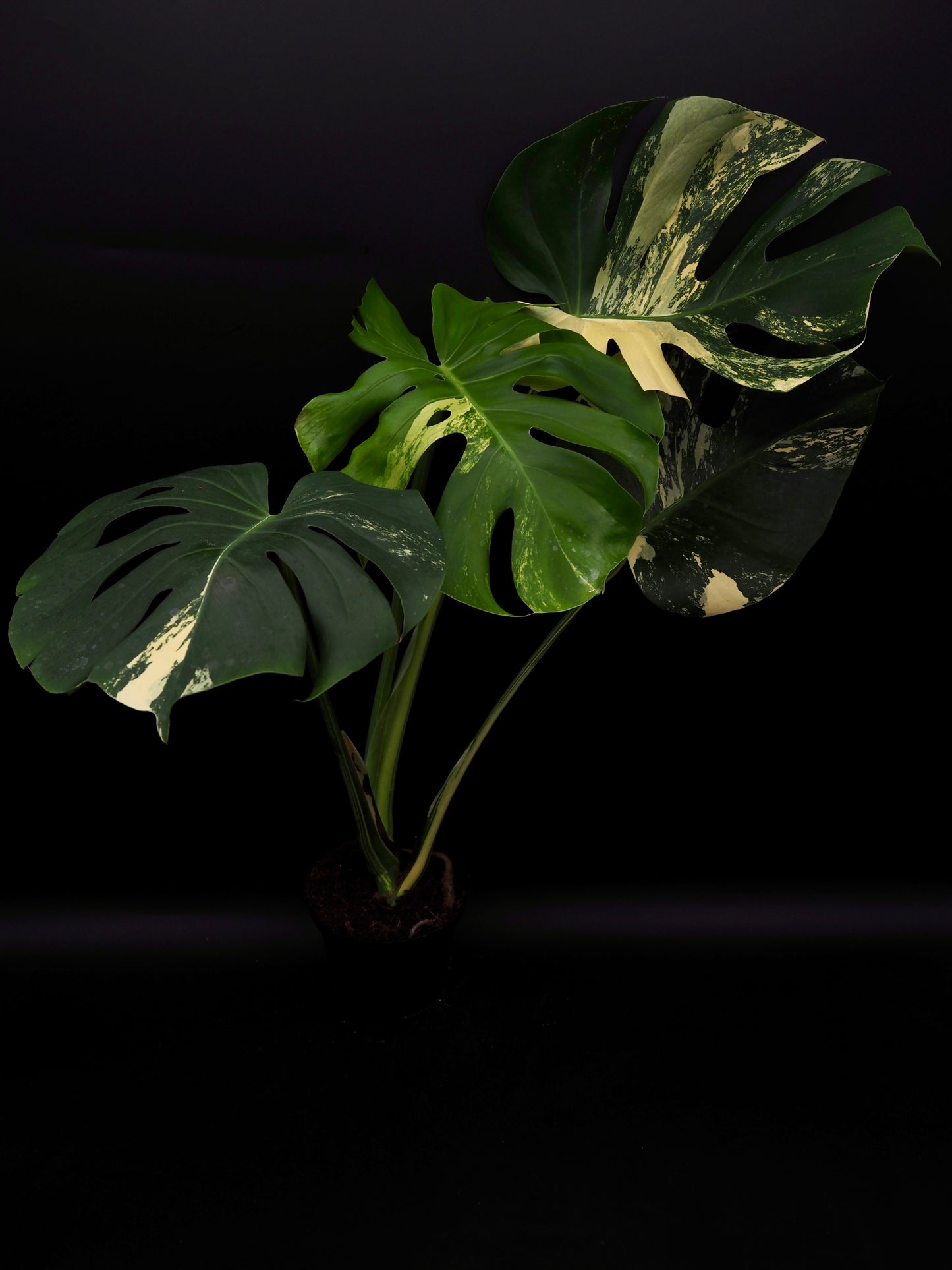 Monstera Deliciosa Lemon Pom Pom