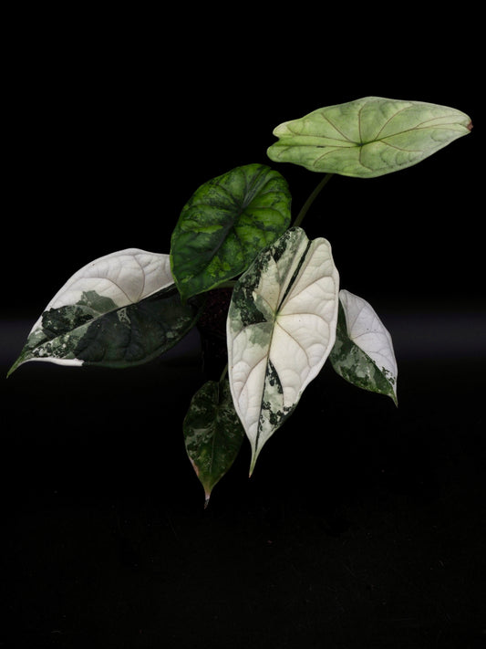 Alocasia Dragon Scale Albo Variegata