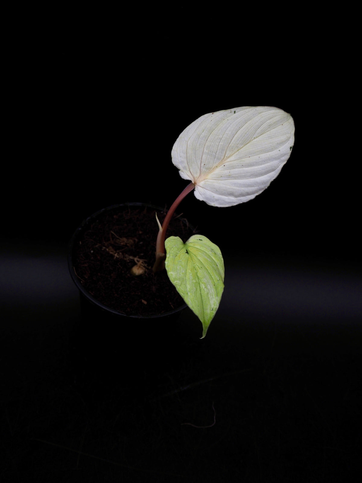 Philodendron Mamei Variegata
