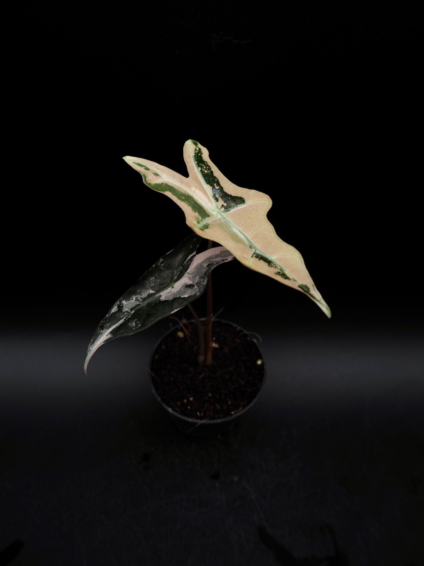 Alocasia Nobilis Pink