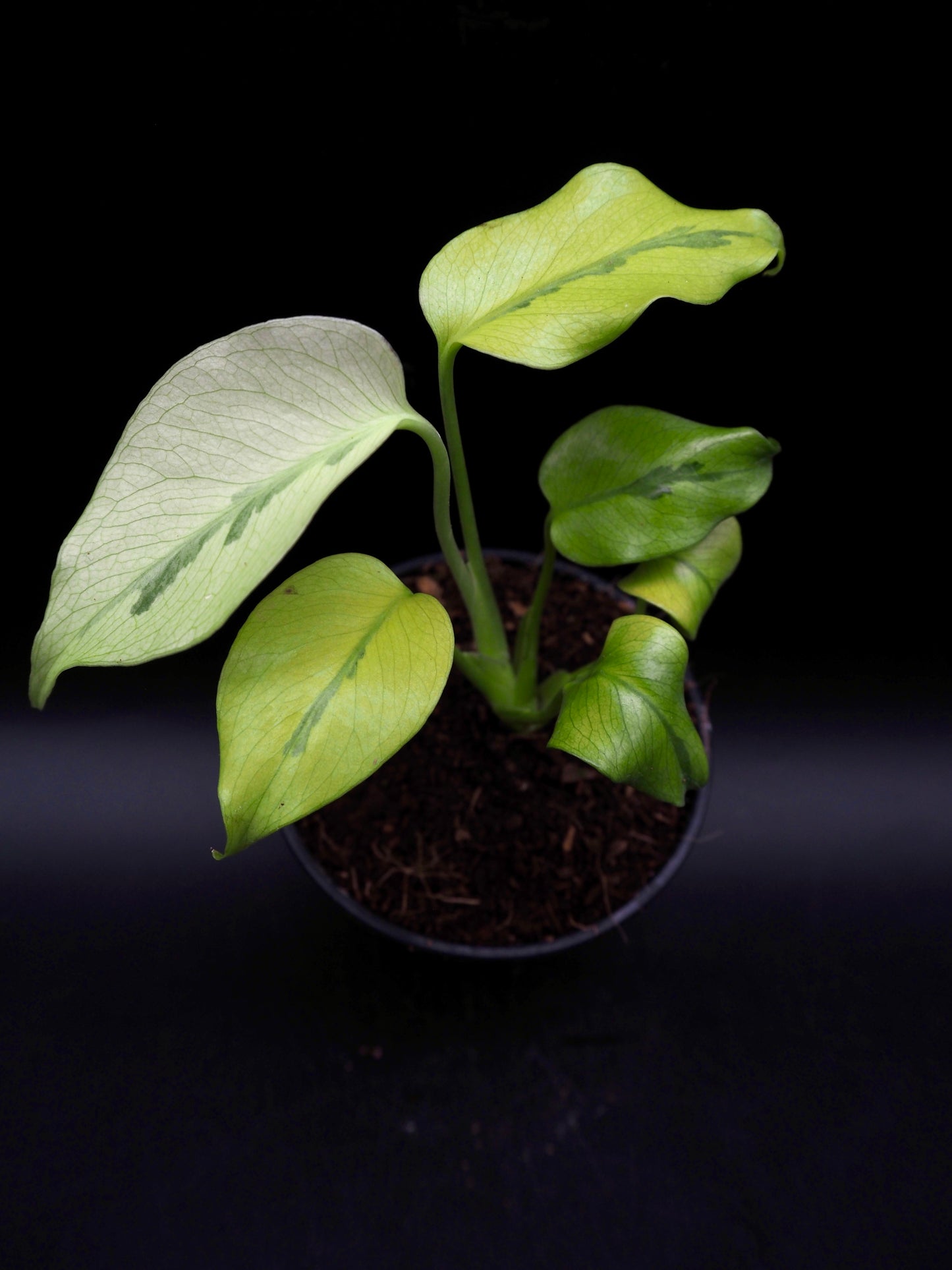 Monstera Deliciosa Mutation Noid