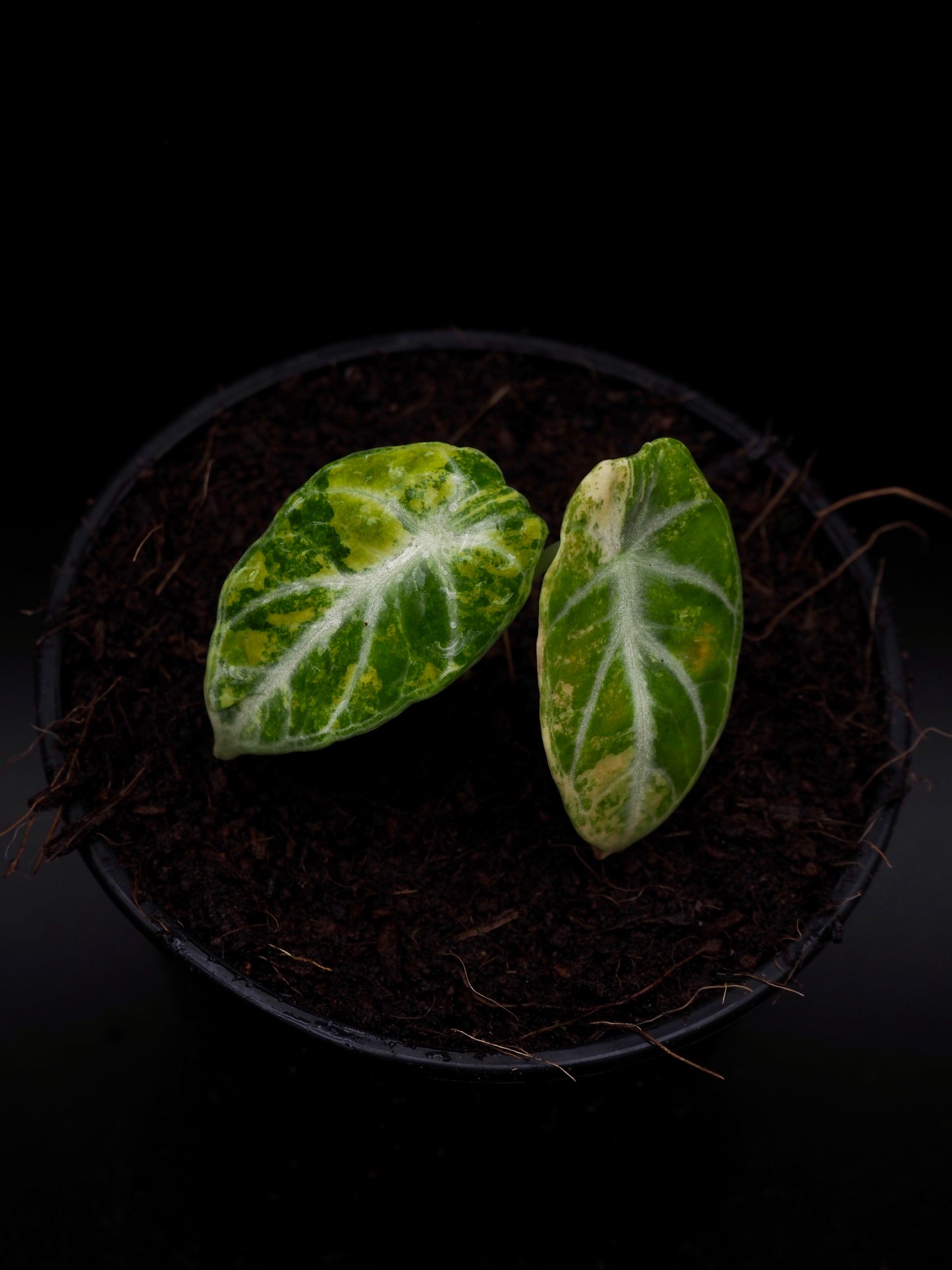 Alocasia Ninja Aurea