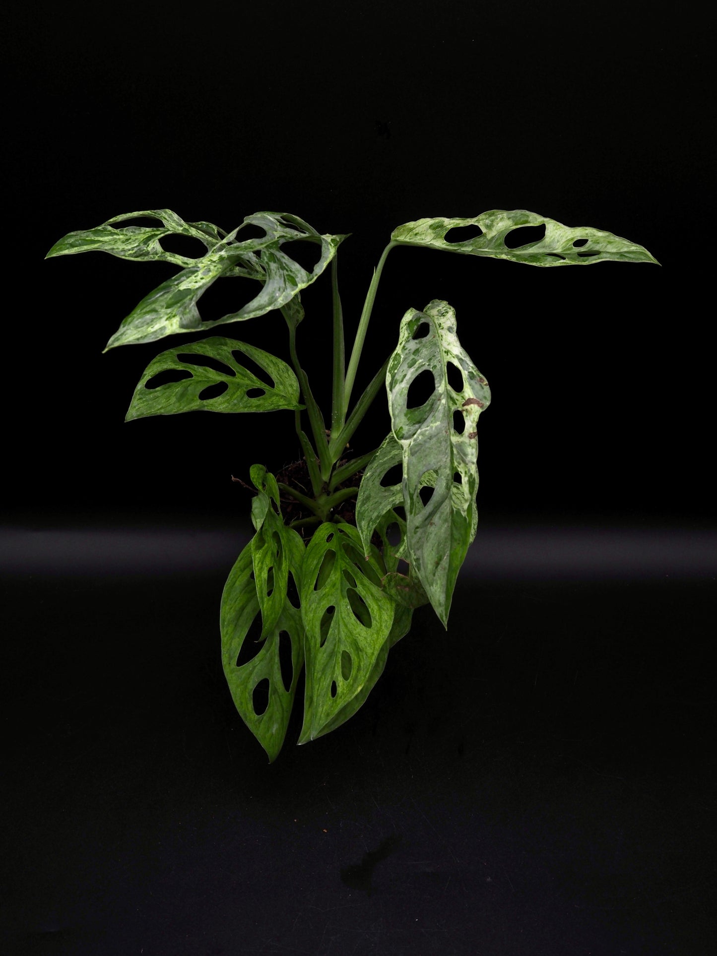 Monstera Adansonii Marbre indonésien