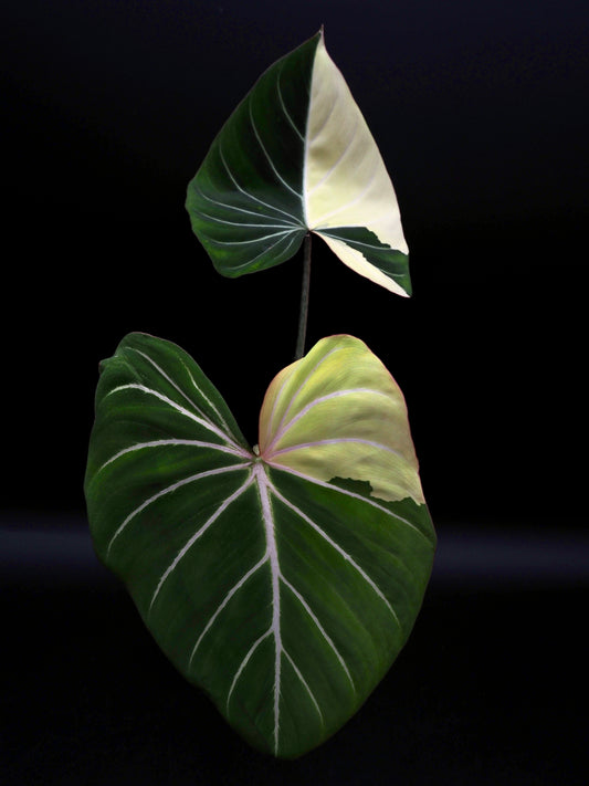 Philodendron Gloriosum Albo Variegata