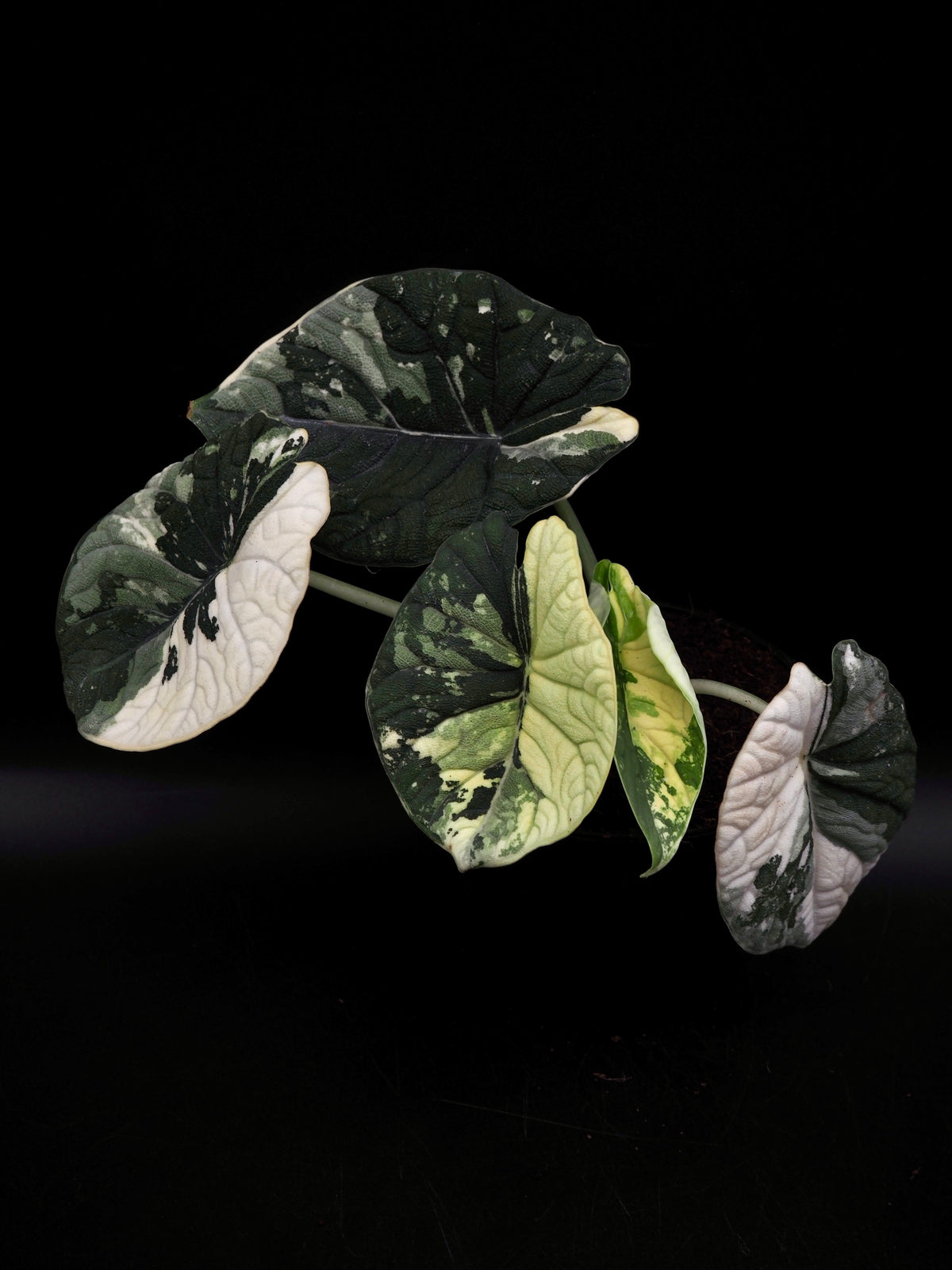 Alocasia Melo Albo Variegata