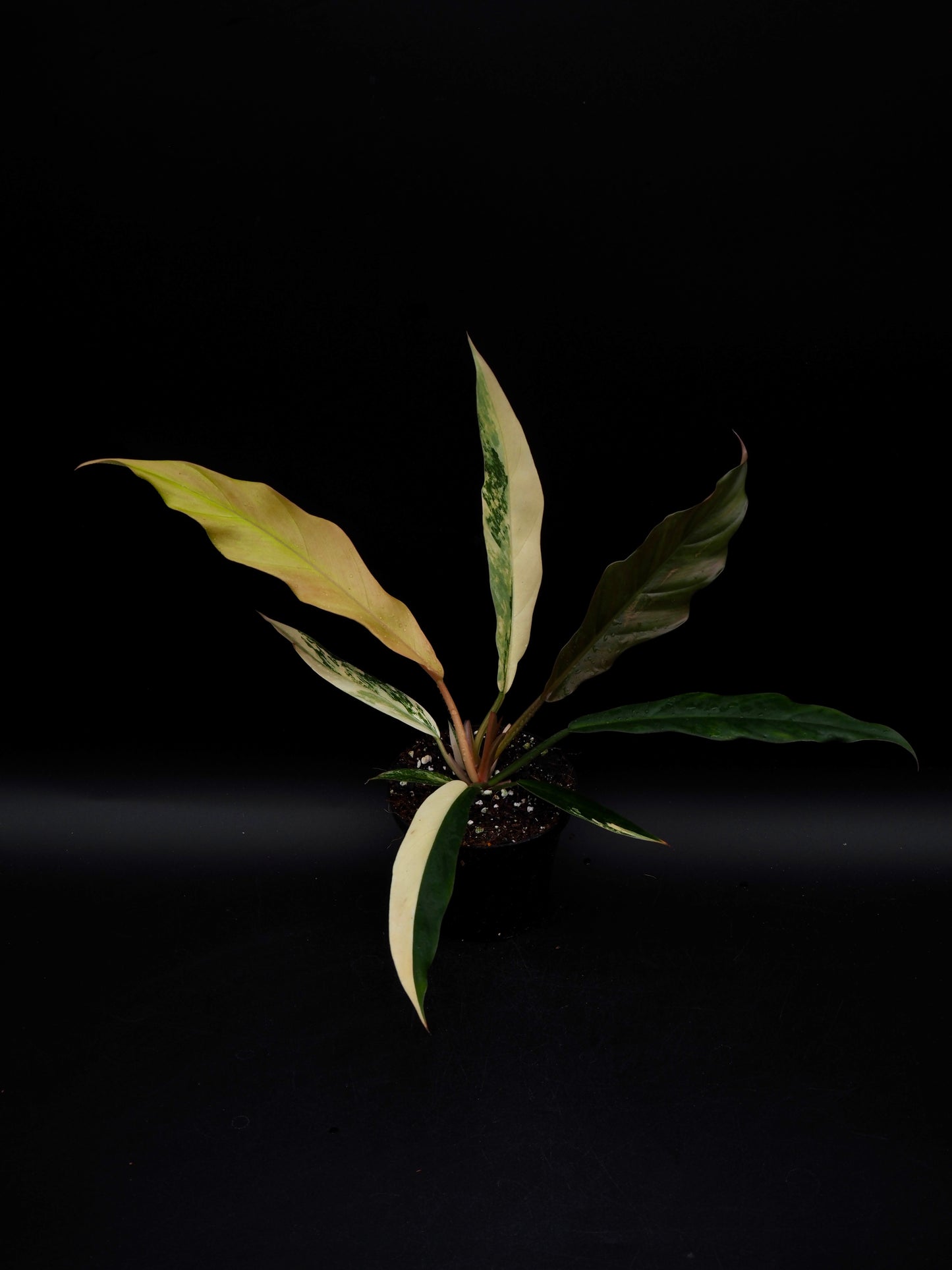 Philodendron Caramel Marble