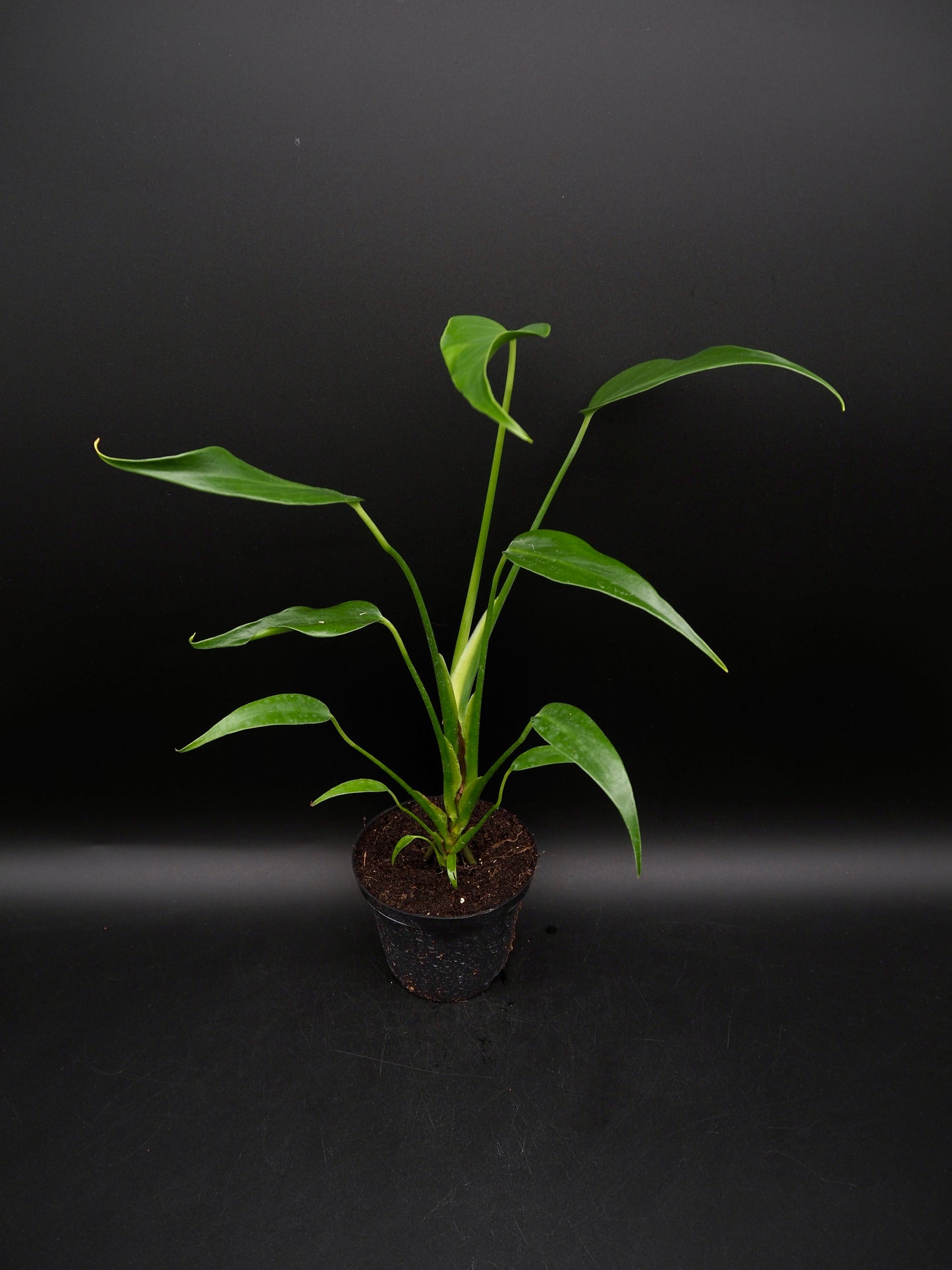 Monstera Burle Marx Flame