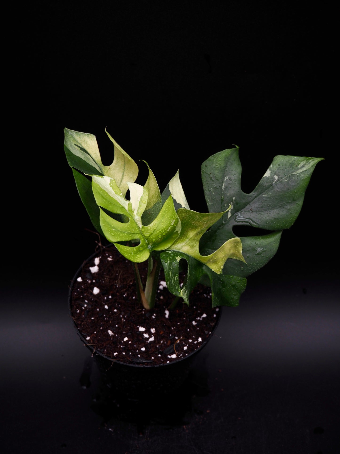 Rhaphidophora Tetrasperma Variegata