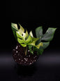 Rhaphidophora Tetrasperma Variegata