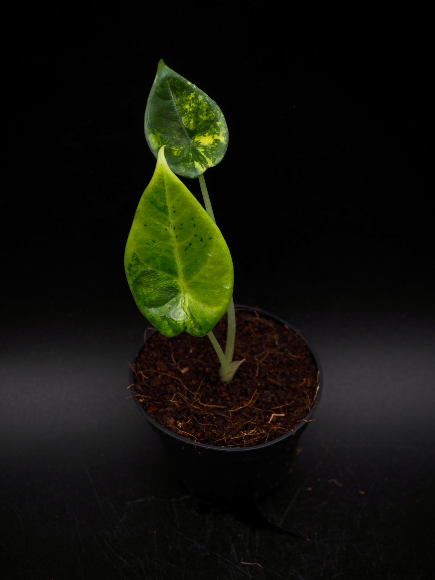 Alocasia Maharani Aurea
