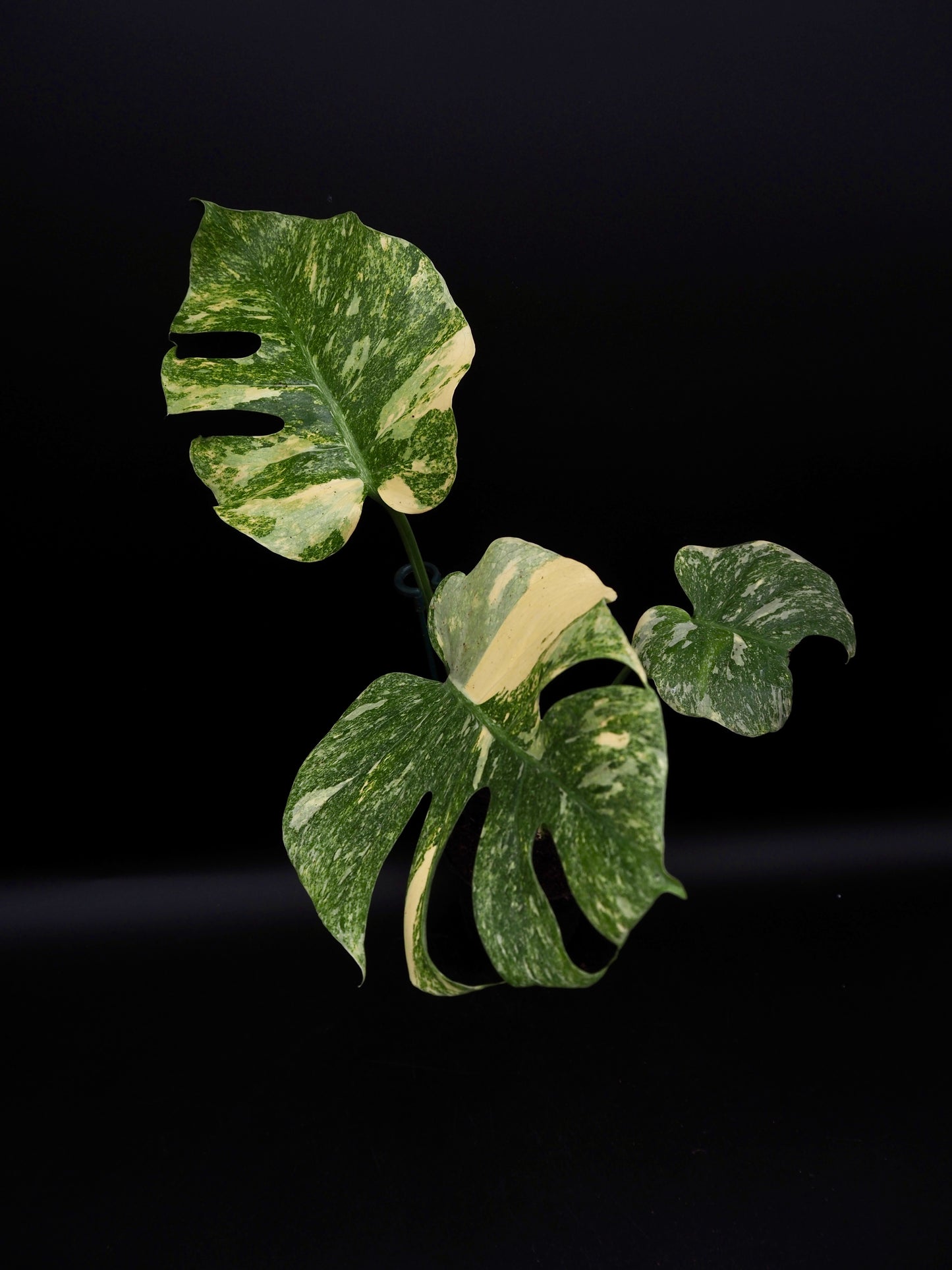 Monstera Thai Constellation Legacy