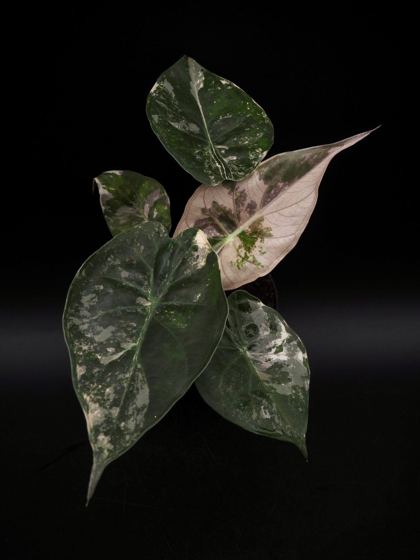 Alocasia Wentii Albo/Pink