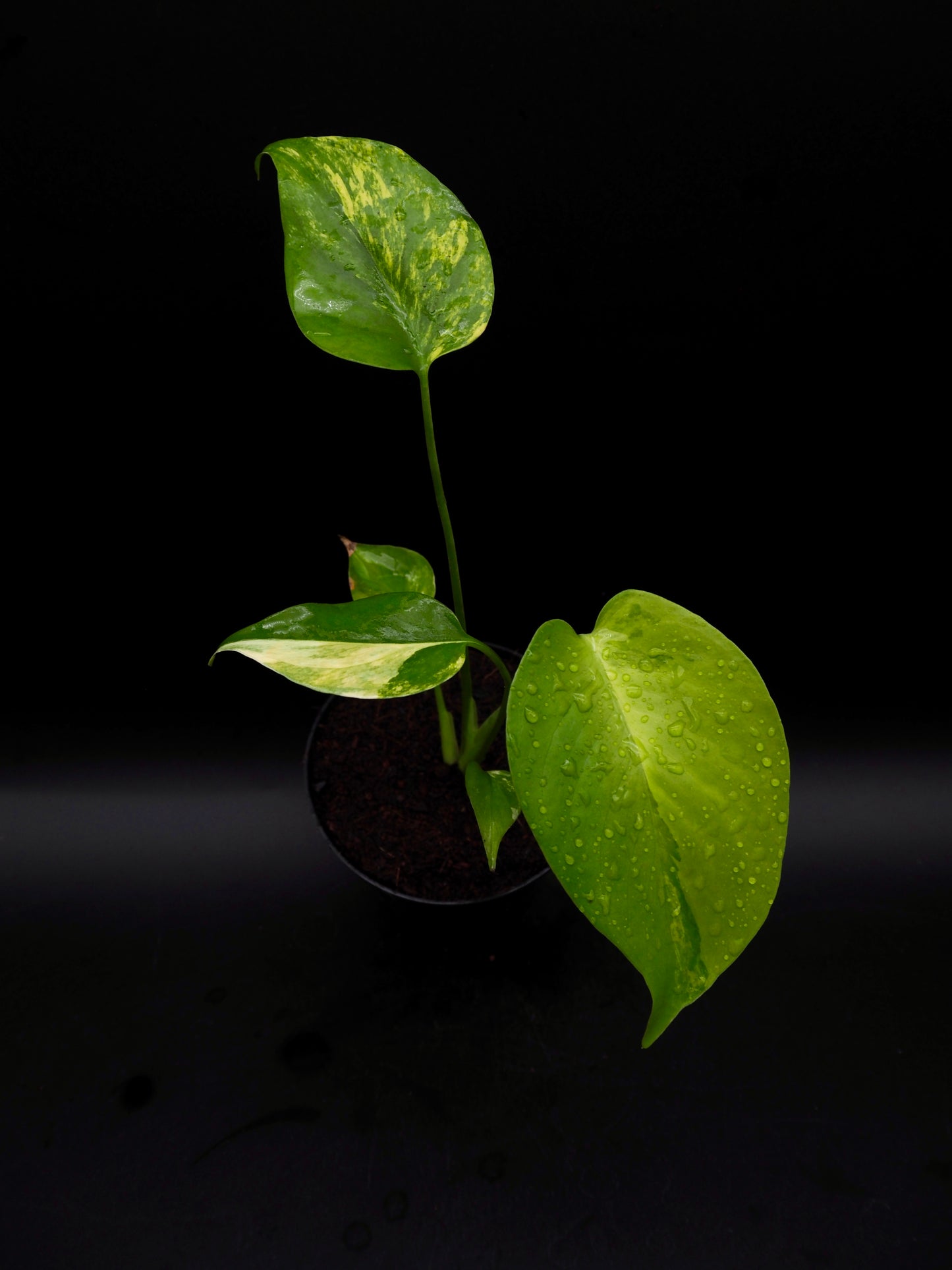 Monstera Yellow Marylin