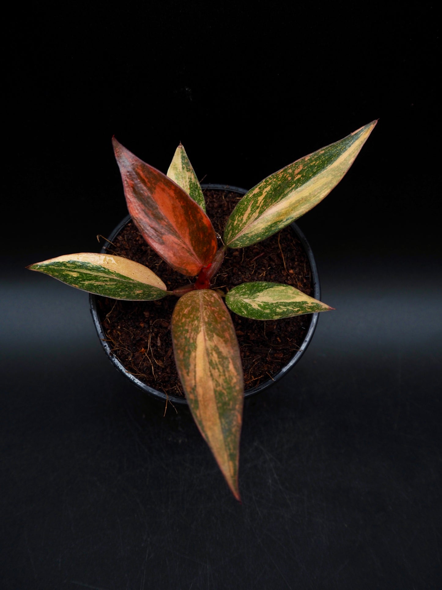 Philodendron Orange Princess Galaxy