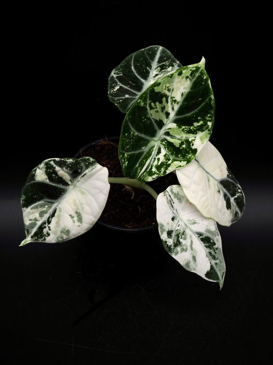 Alocasia Ninja Albo