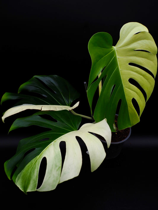Monstera Deliciosa Albo grande forme