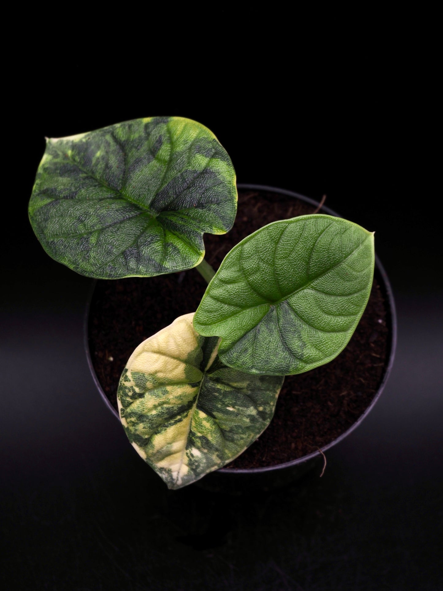 Alocasia Melo Aurea